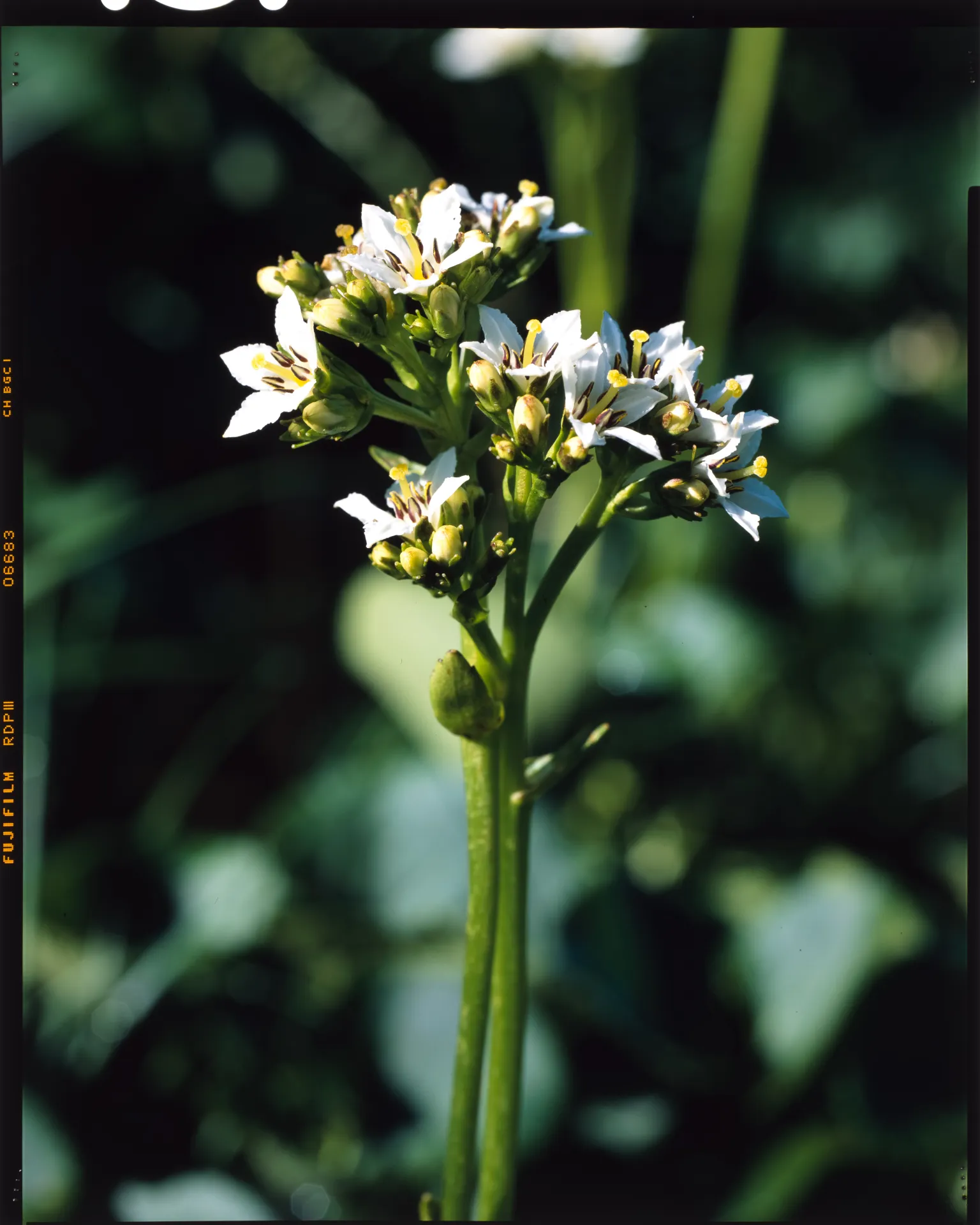 Nephrophyllidium_crista-galli